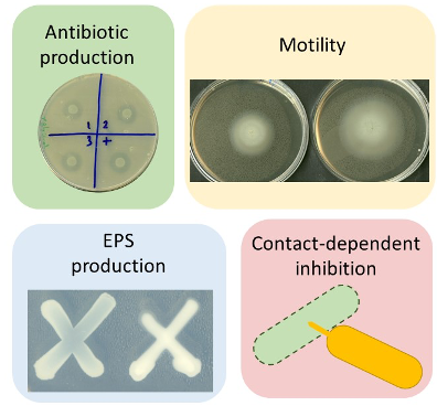 antibiotic