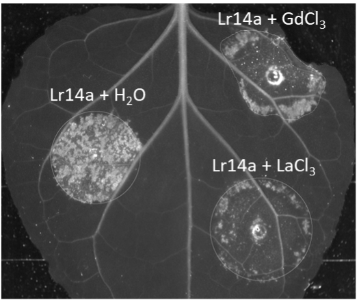 Lr14a