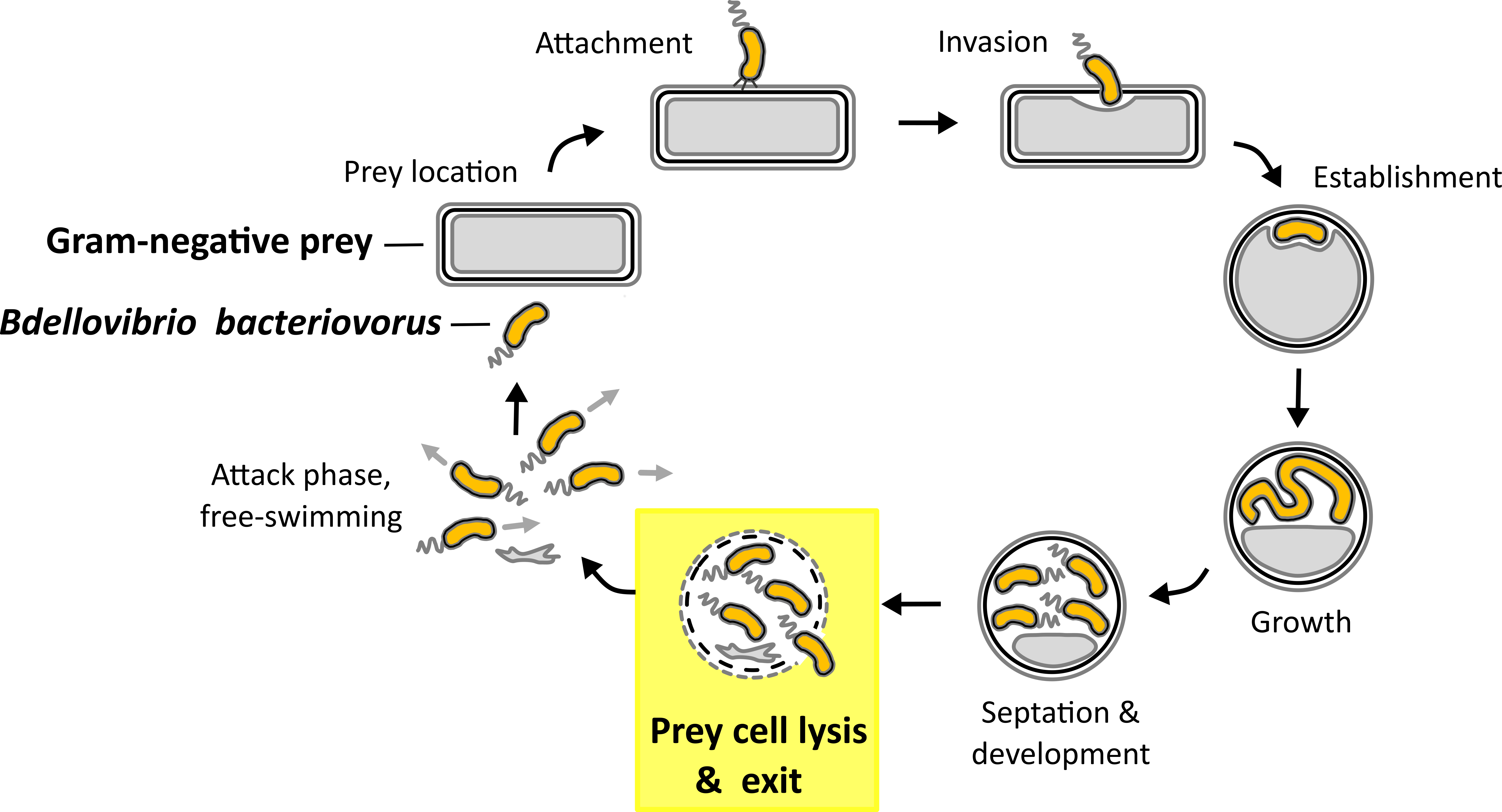Fig. 1. Predatory life cycle of B. bacteriovorus HD100. In the predatory life cycle predator B. bacteriovorus divides within the periplasm of the Gram-negative prey bacterium. In the exit phase juvenile prey cells leave the depleted prey cell