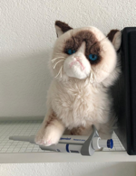 Grumpy Cat