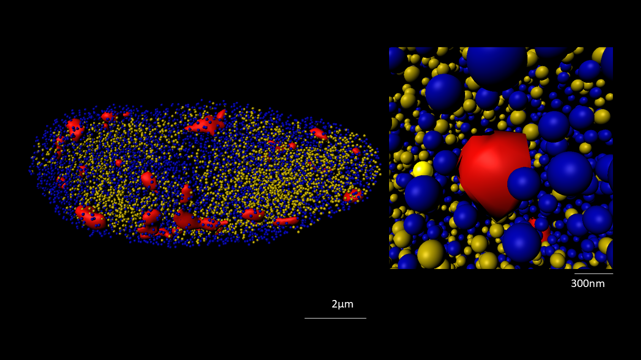 RNA Pol II Ser 2P spatial distribution (blue/yellow= low/high intensity)